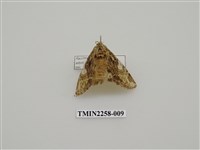 藏品(白菇舟蛾)的圖片